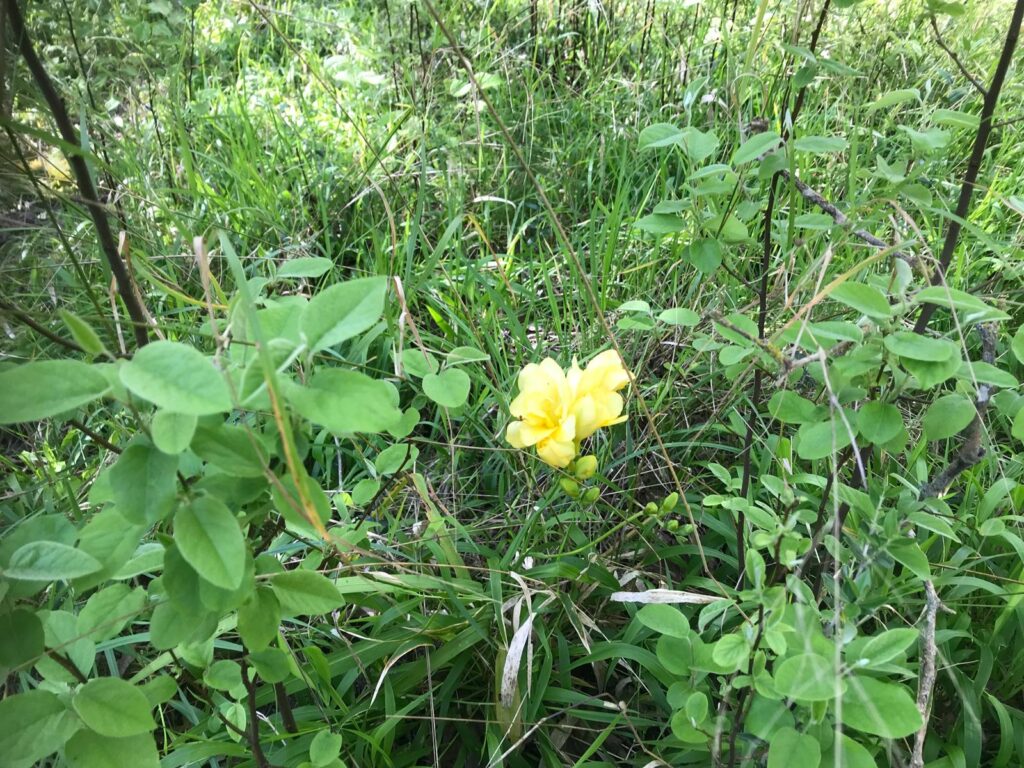 Flor de l'illa de Madeira a Pollença foto de Toni Campomar per a Punt informatiu.