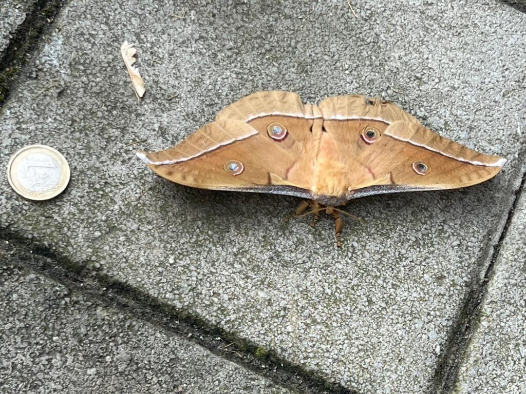 Papalló gros foto de GSF per a punt informatiu