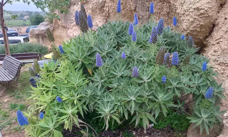 lavanda foto d'antònia ferrer per a punt informatiu