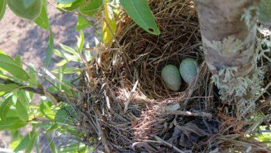 Niu foto de Biel Villalonga per a punt informatiu