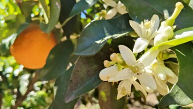 flor de taronger foto d'antònia per a punt informatiu