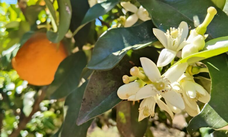 flor de taronger foto d'antònia per a punt informatiu