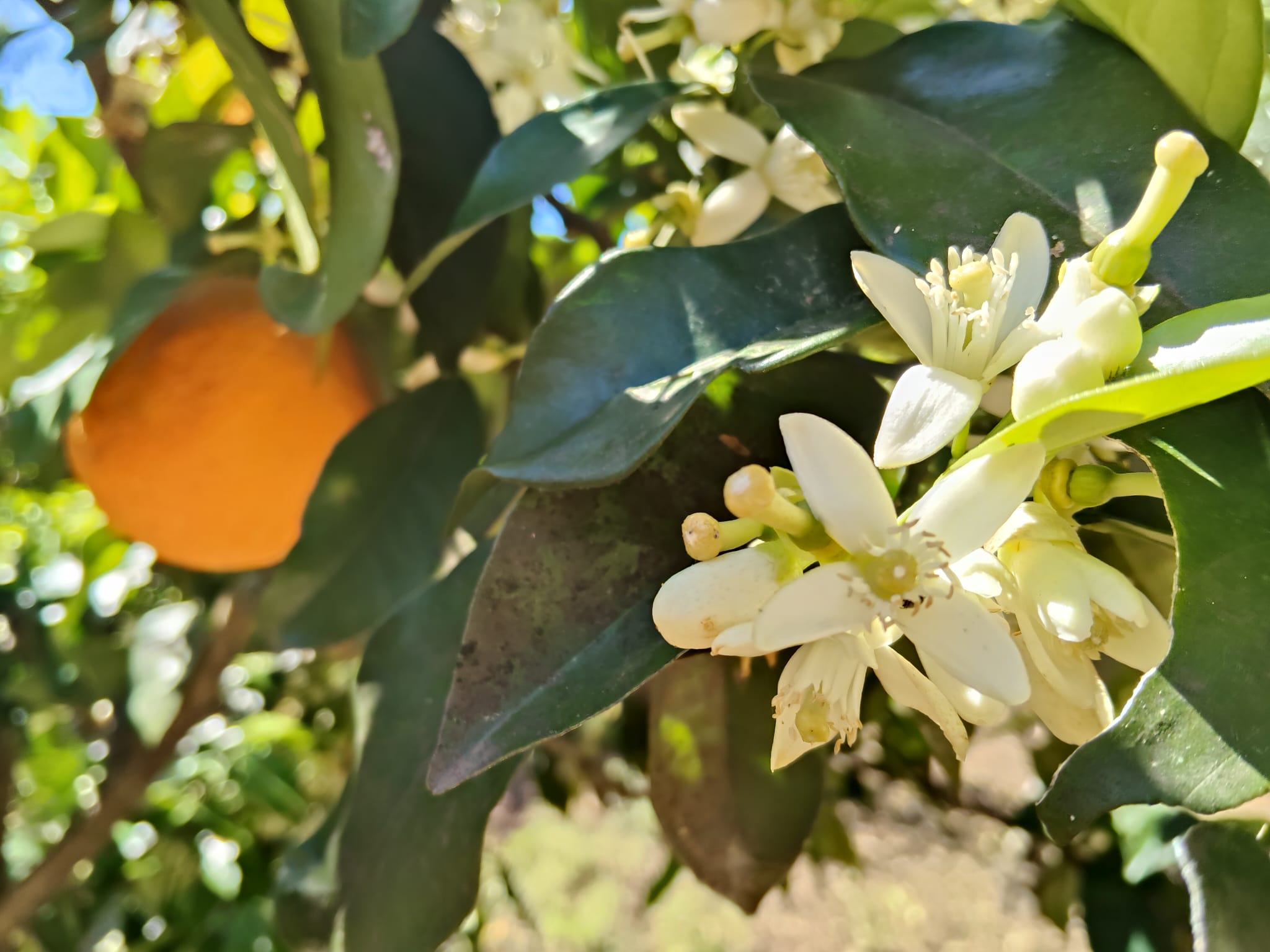 flor de taronger foto d'antònia per a punt informatiu