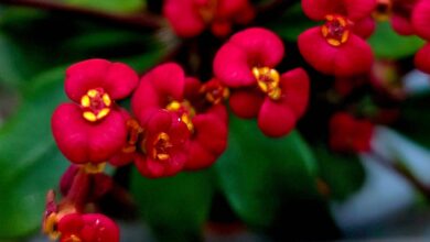 floretes vermeslles foto de norma mario per a punt informatiu