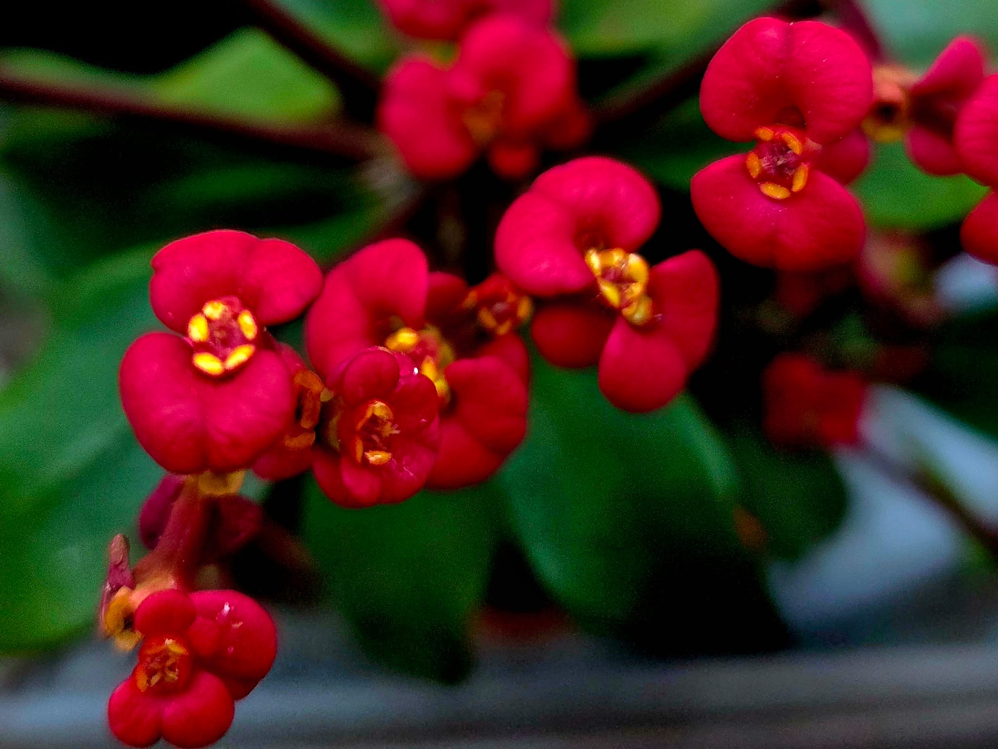 floretes vermeslles foto de norma mario per a punt informatiu