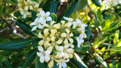 flors foto d'antònia ferrer per a punt informatiu