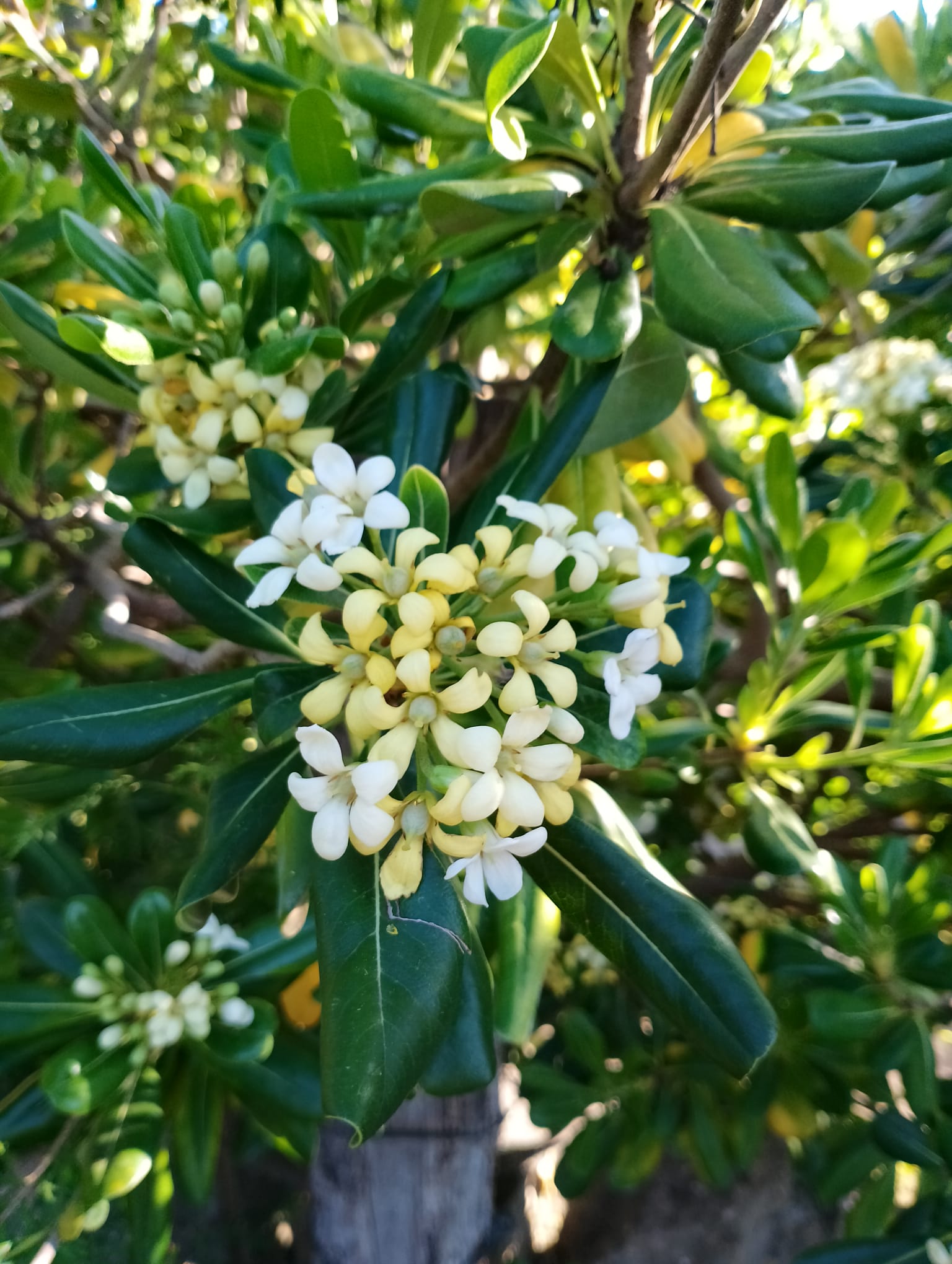 flors foto d'antònia ferrer per a punt informatiu