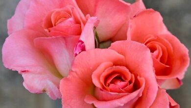 roses foto de joana palomés per a punt informatiu