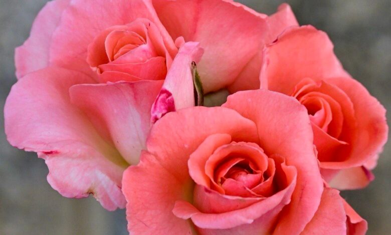 roses foto de joana palomés per a punt informatiu