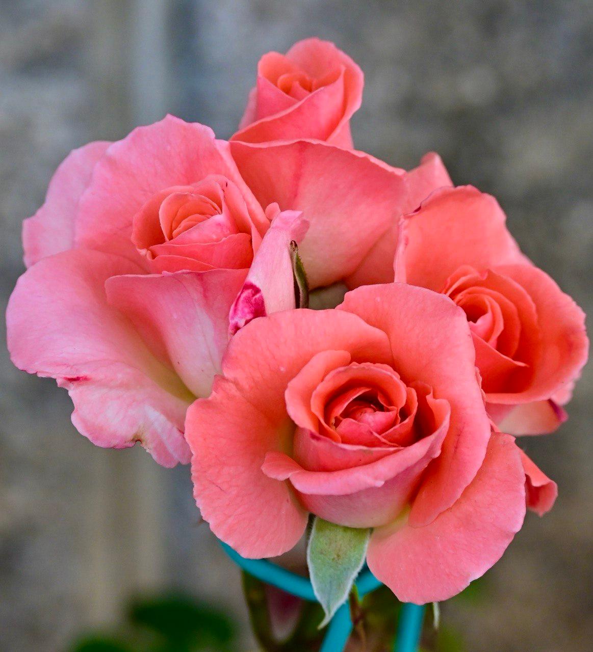 roses foto de joana palomés per a punt informatiu