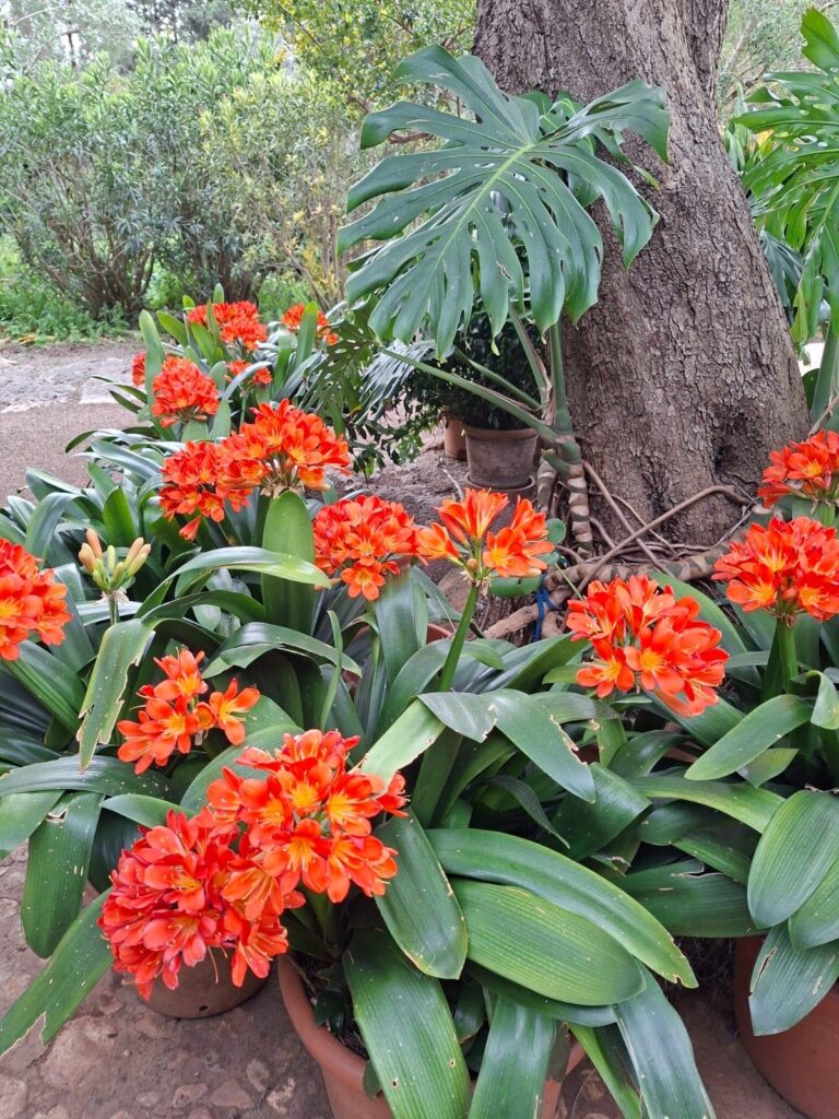 Clívies. Foto Xesca Figuerola per a Punt informatiu.