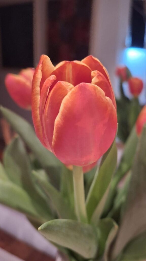 Tulipa foto de Cati Palou per a Punt informatiu.